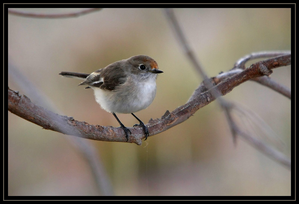 Red capped robin canberra birds